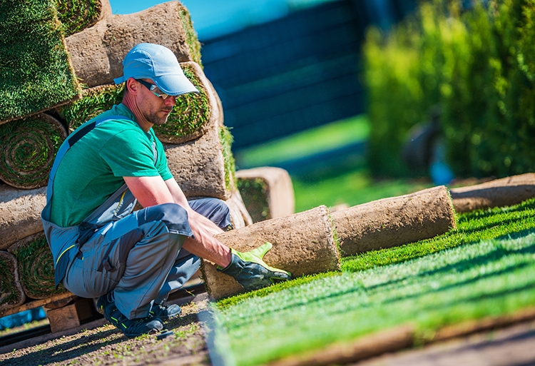 man rolling down sod for landscaping business