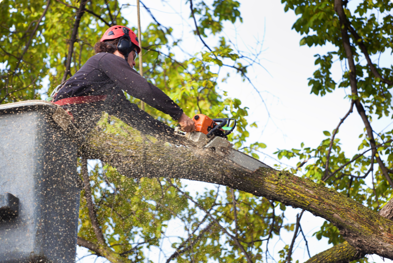 tree cutter cutting down a tree limb