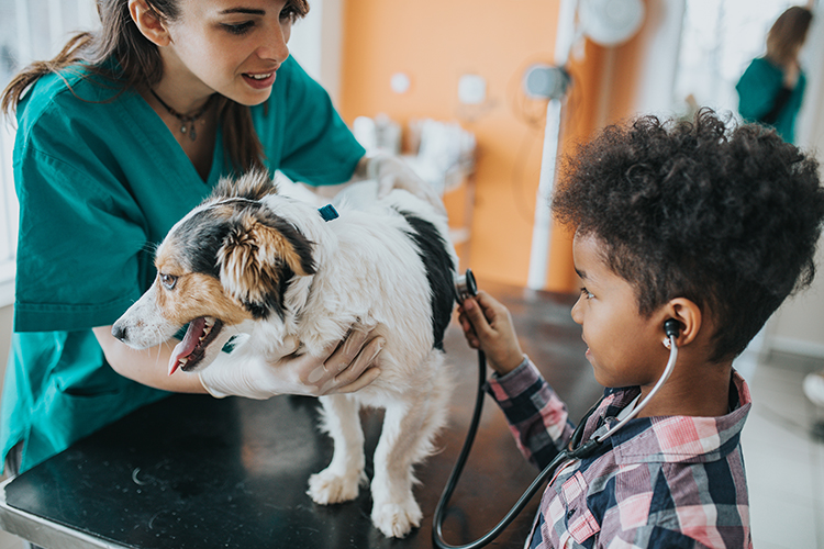 veterinarian checking dog at the vet with small boy helping