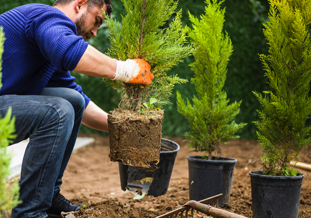 man planting trees